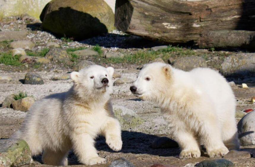 Bremerhaven polar bear twins are called Elsa and Anna