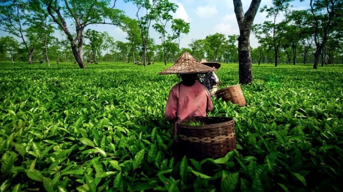 Lockdown effect. Small Tea Growers of Assam faced financial disorder. The production of green tea is lower day by day