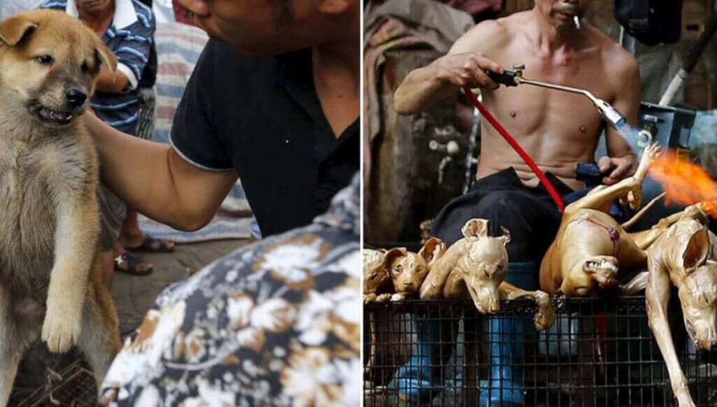 China Yulin Dog meat festival 2020