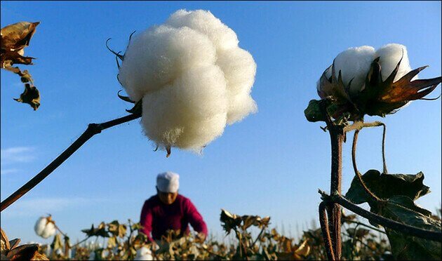 US blocks cotton exports from China