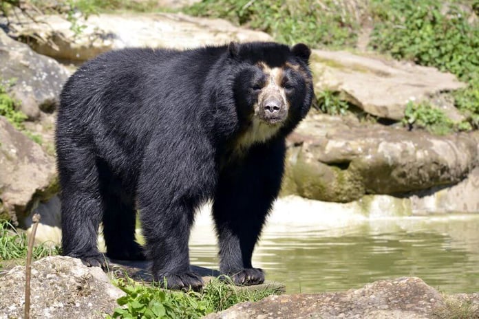 A spectacled bear has once again escaped from a zoo in the United States - Reuters

