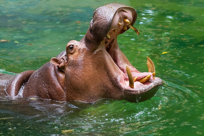 Colombia wants to get rid of Pablo Escobar's hippos Fox News

