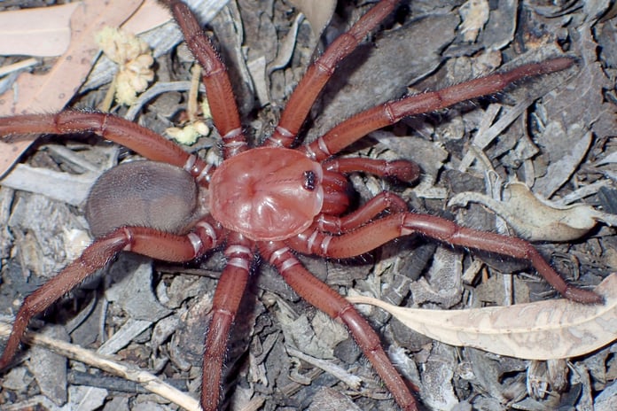 In Australia, discovery of a new species of giant spider more than 20 centimeters long

