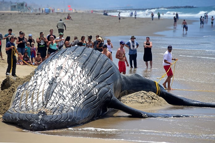 In the United States, the link between the death of whales and wind energy is under investigation

