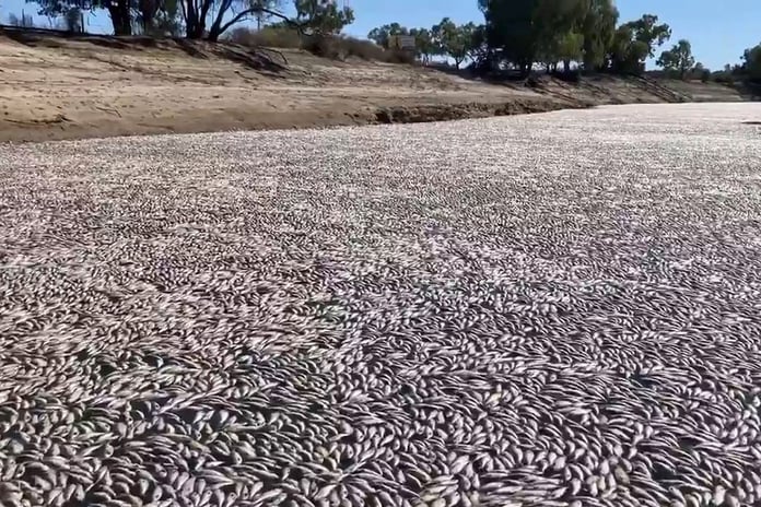 Millions of dead fish litter Australia's Darling River - Reuters

