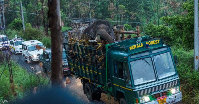 India.. A rice-loving elephant was arrested after causing the death of 6 people


