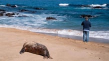 Bird flu left more than a thousand sea lions and 700 penguins dead in Chile