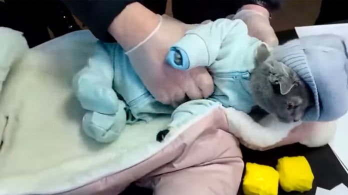 In the Urals, a drug suspect pretended to be a young mother by hiding a cat in her baby overalls

