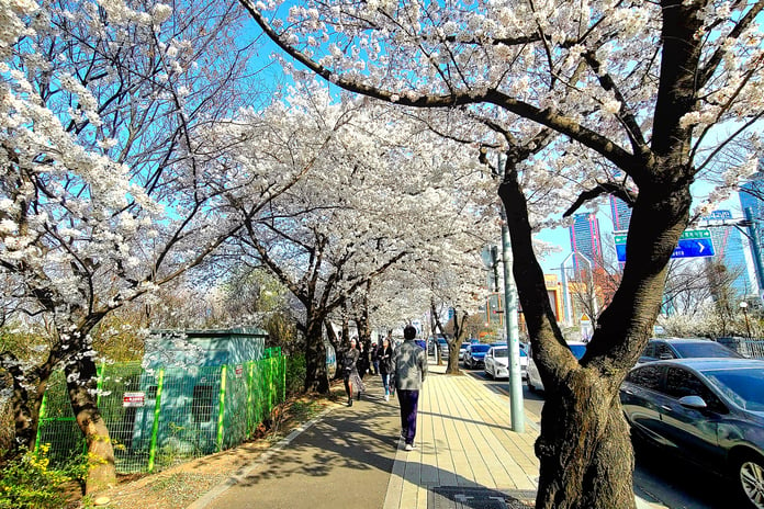 Photo: in Korea - at the height of cherry blossom season - Rossiyskaya Gazeta

