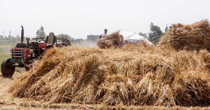 Reuters: Cheap Russian wheat dominates Egypt's purchases

