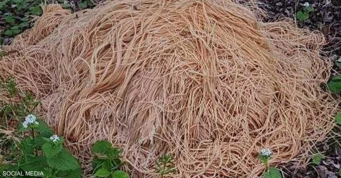 Under Mysterious Circumstances, Piles of Noodles Stunned New Jersey Residents

