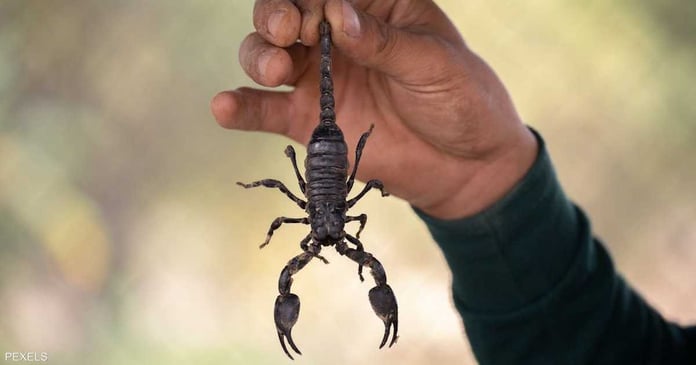 Bad luck.. A scorpion stings a woman in the air

