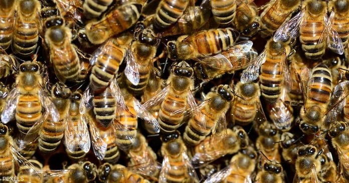 Bad luck leads to disaster...death after bee attack

