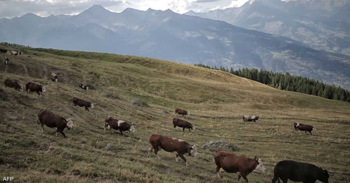 A virus threatens the cows of Europe.. and the reason "Unexpected"

