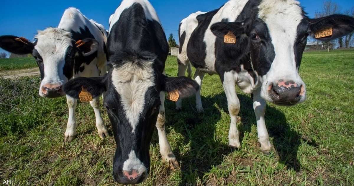An "atypical case" of mad cow disease... and a major American concern