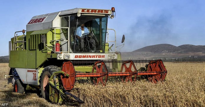 Extended grain deal drives down Russian wheat export prices


