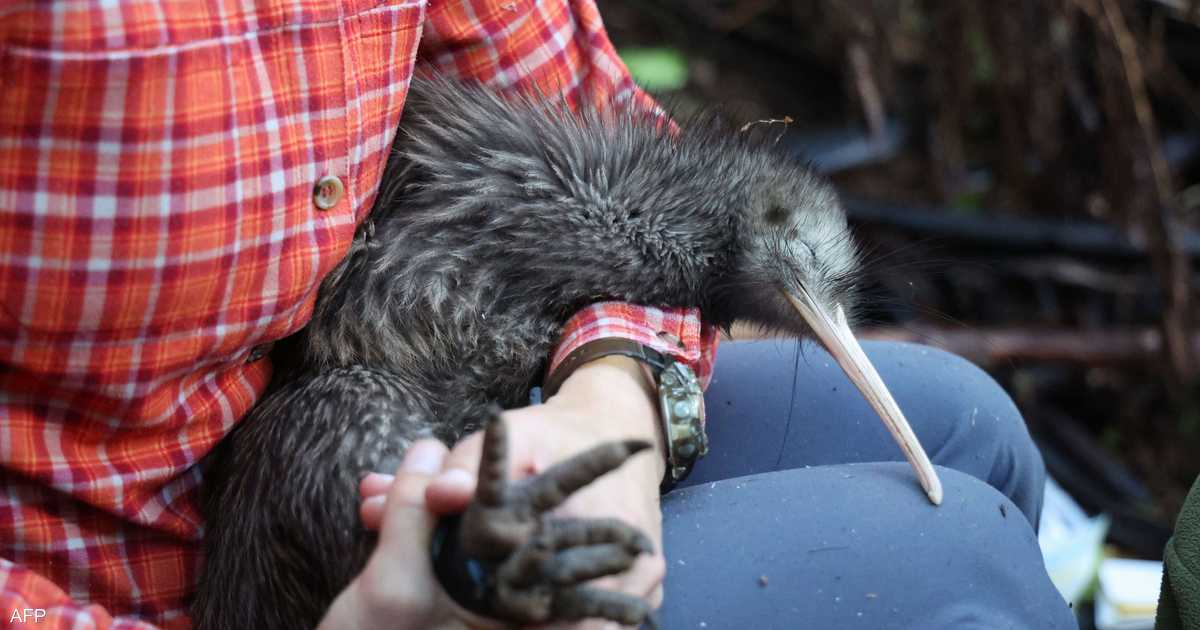 Mistreatment of 'kiwis' in America sparks official outrage in New Zealand