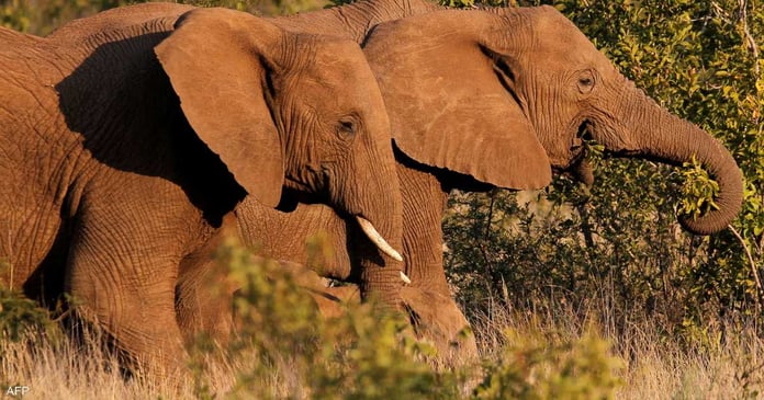 Two people were killed in 'elephant attack' and fear of coming raids

