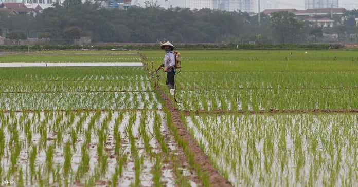 Vietnam.. a plan to reduce rice exports by 44% by 2030

