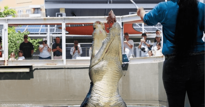 5-meter crocodile attack threatens woman's life

