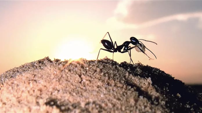 Ants have learned to build landmarks in the desert to find their way home

