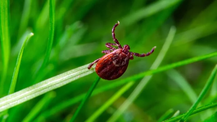 Russian scientists have discovered new types of ticks that can transmit the plague

