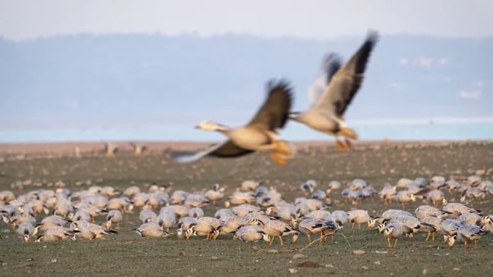 Scientists have discovered how migratory birds decide to travel

