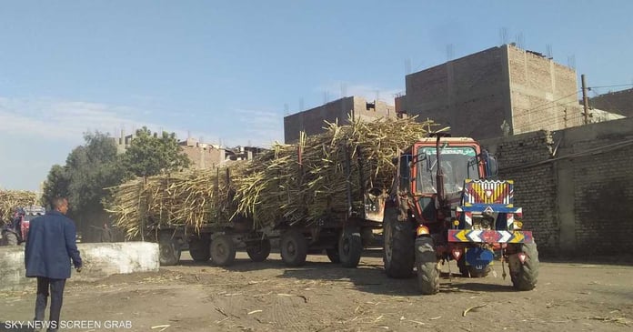 With 3 axes.. Egypt's plan to double fodder production locally

