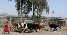 Iraq.. New deaths from hemorrhagic fever and messages from a health official

