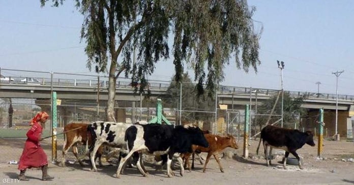 Iraq.. New deaths from hemorrhagic fever and messages from a health official

