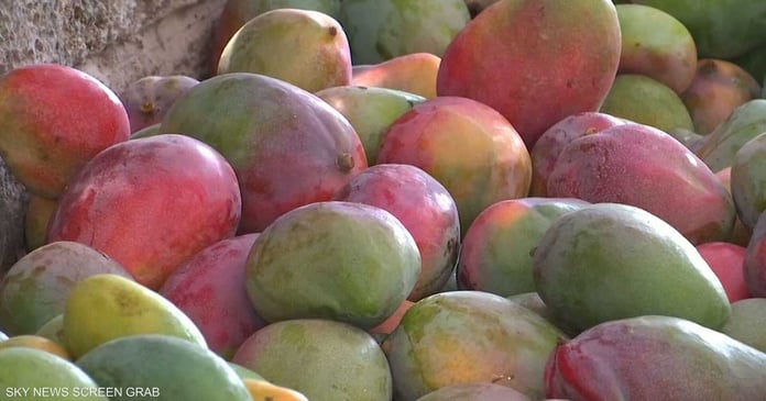 Especially mangoes and olives... Egyptian crops that are paying the price of climate change

