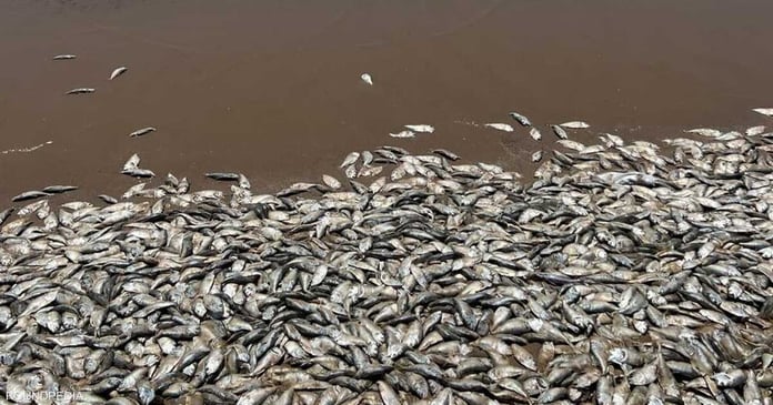  Thousands of dead fish on the Gulf Coast of Texas.  What is the relationship with the climate?

