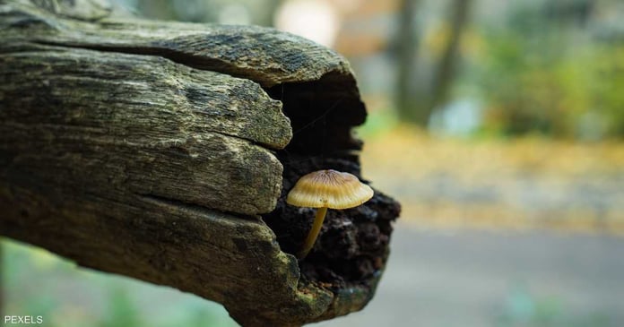 An expert explains... how mushrooms provide an amazing solution to climate change?

