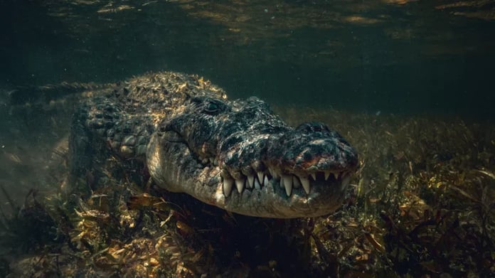 Crocodiles discovered for the first time the ability of 