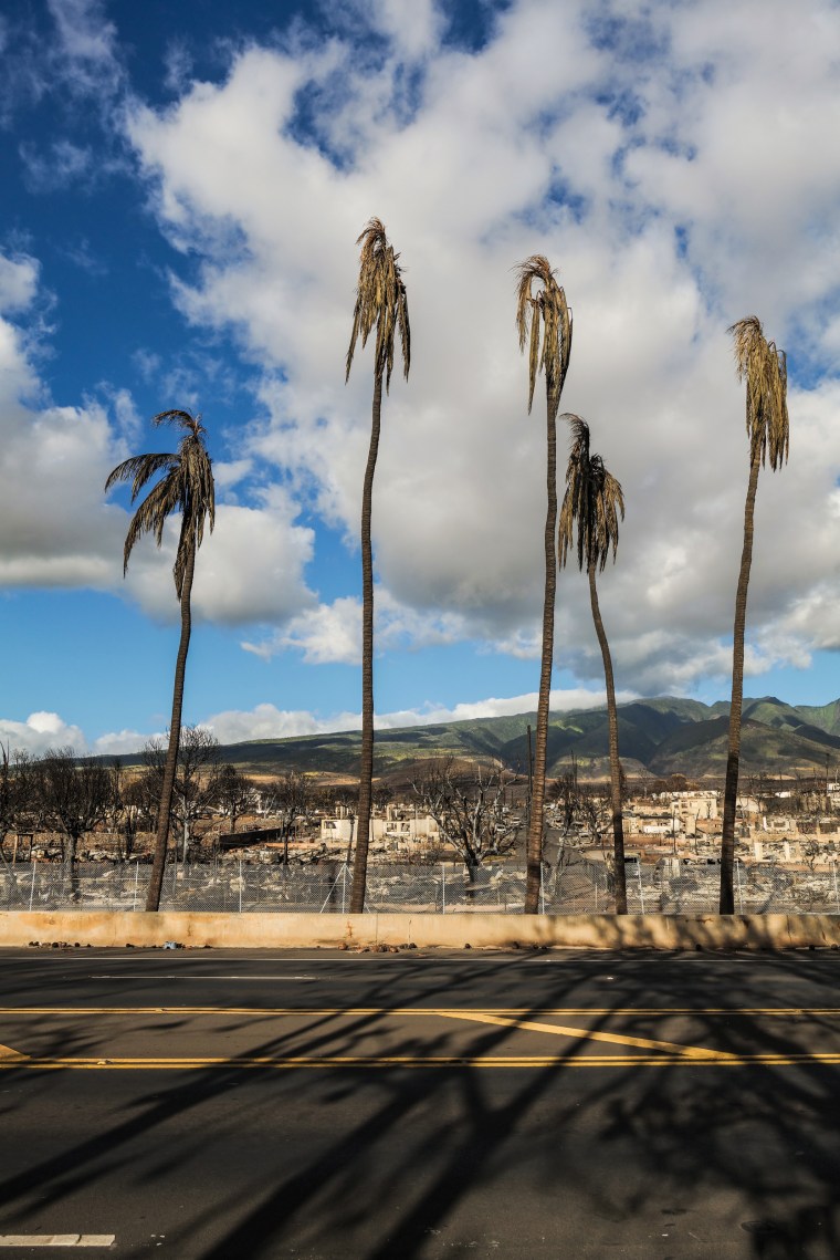 Burned coconut trees and homes in Lahaina, in Maui, Wednesday.Josiah Patterson for NBC News
