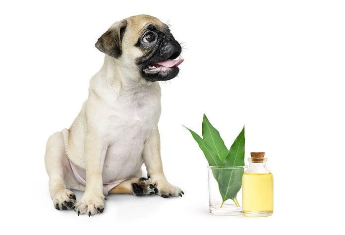 eucalyptus-for-canine-respiratory-health